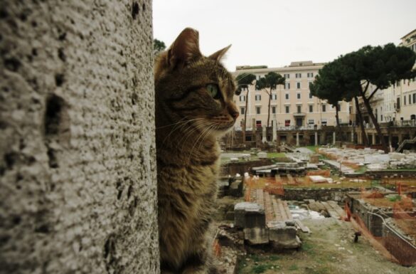 Cats in Largo Argentina